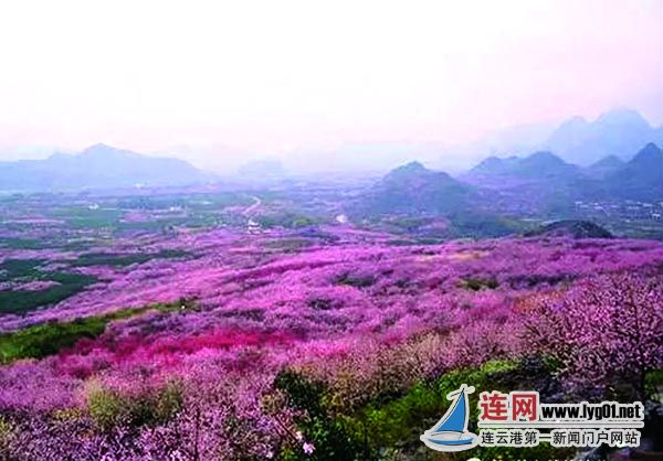 连云港赣榆石桥桃花节 大美石桥的文化盛宴